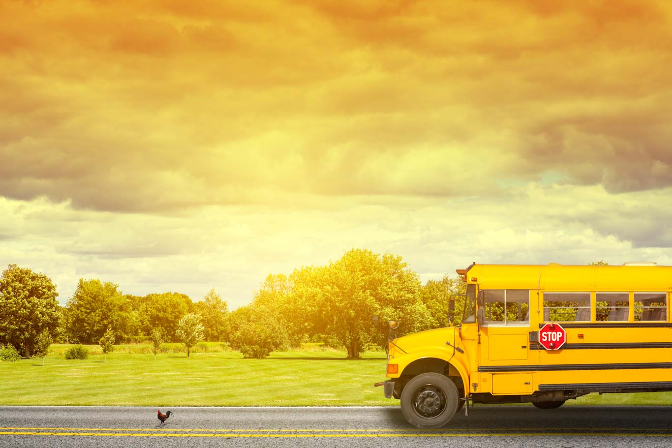 Bus